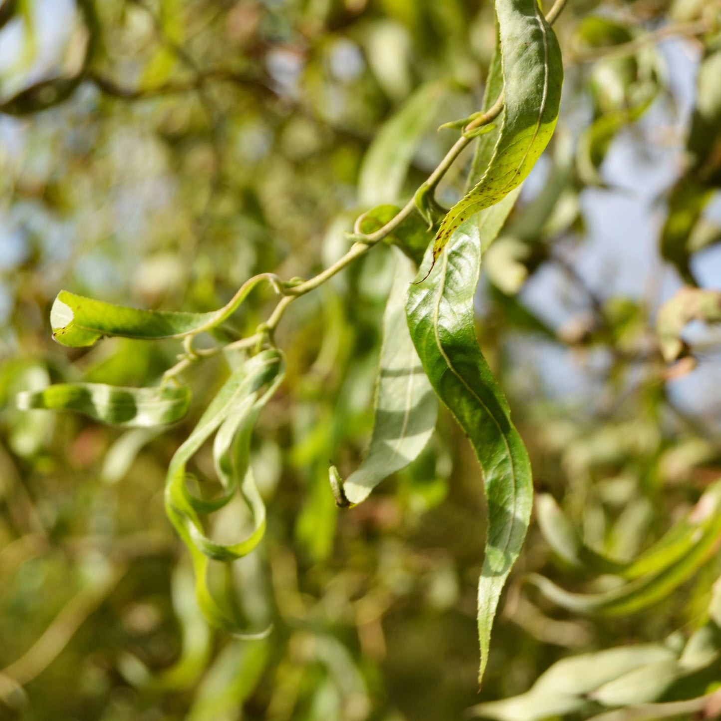 Long Willow Leaf Earrings