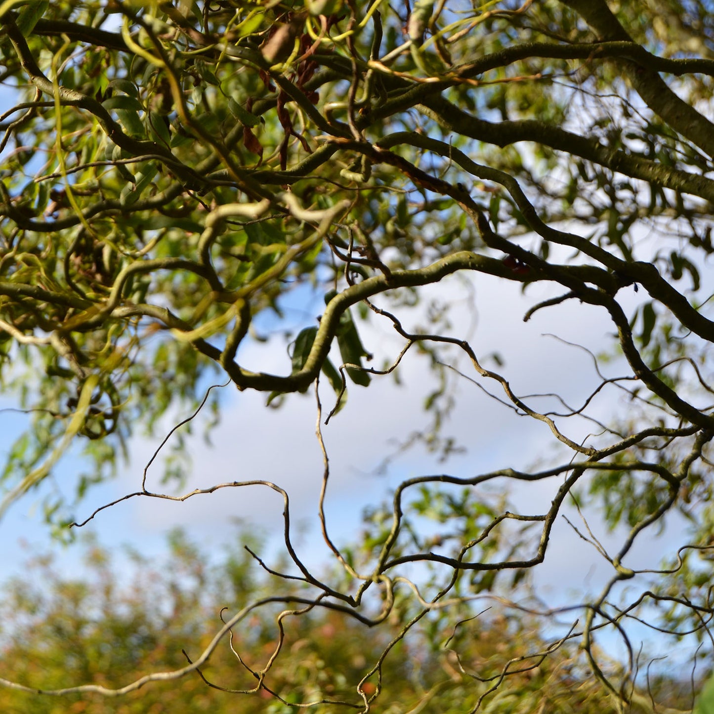 Long Willow Leaf Earrings